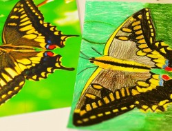 Motýl žlutý